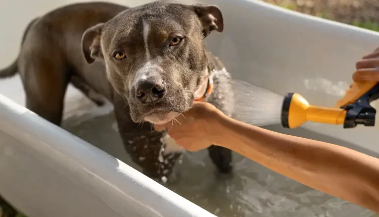 cachorro tomando banho