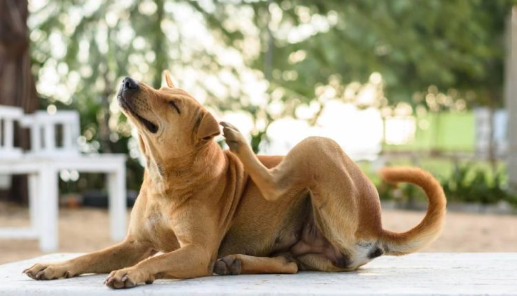 cachorro coçando crise alérgica