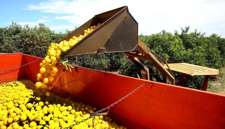 frutas laranja