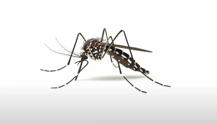 dia d dengue mosquito