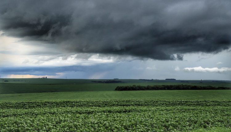 soja chuva