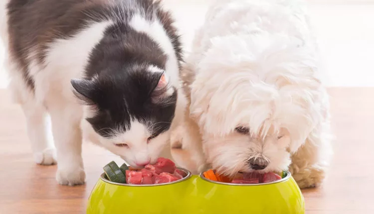 cão e gato comendo