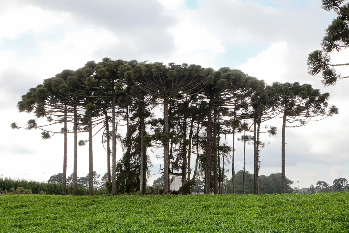 Dia da Árvore: astur destaca roteiro para conhecer a imponência da  floresta - astur