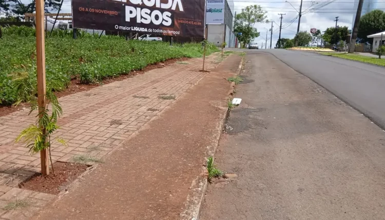 plantio de árvores dois vizinhos