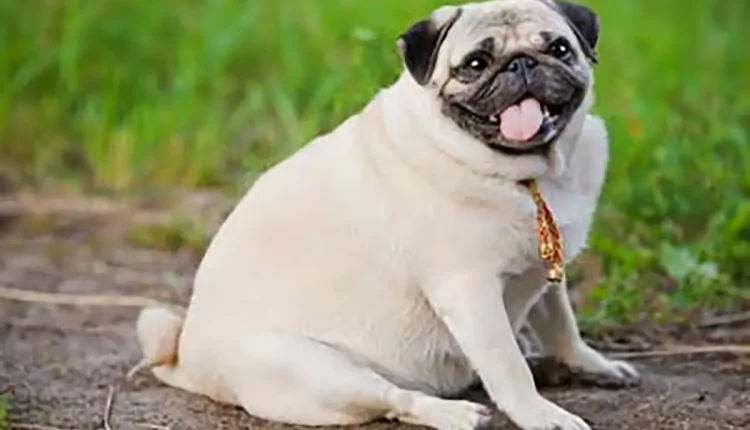 pug cachorro